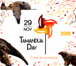 International Anteater Day on the 29th of November