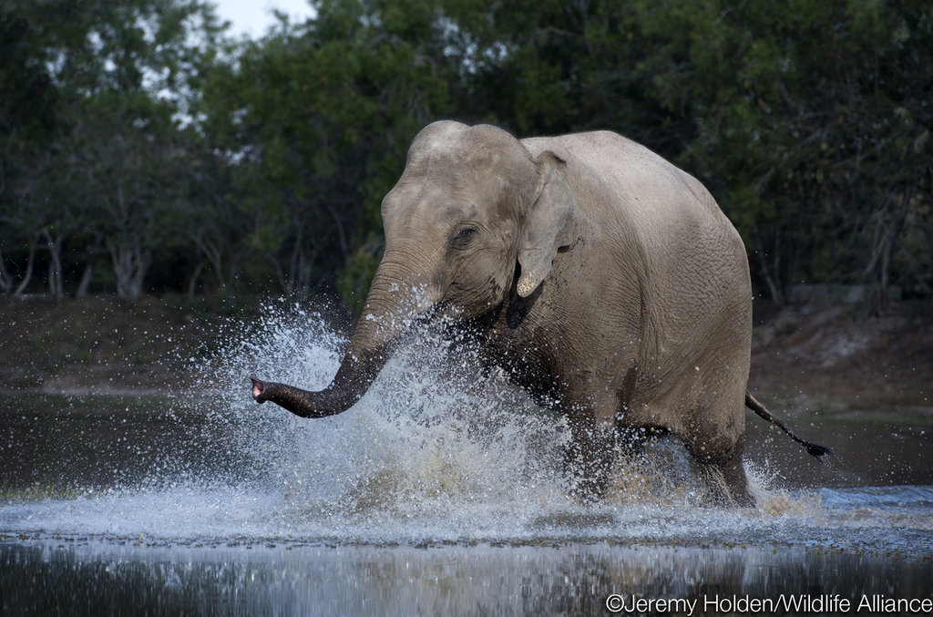 Provide Emergency Care for Lucky the Elephant