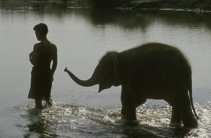 Provide Emergency Care for Lucky the Elephant