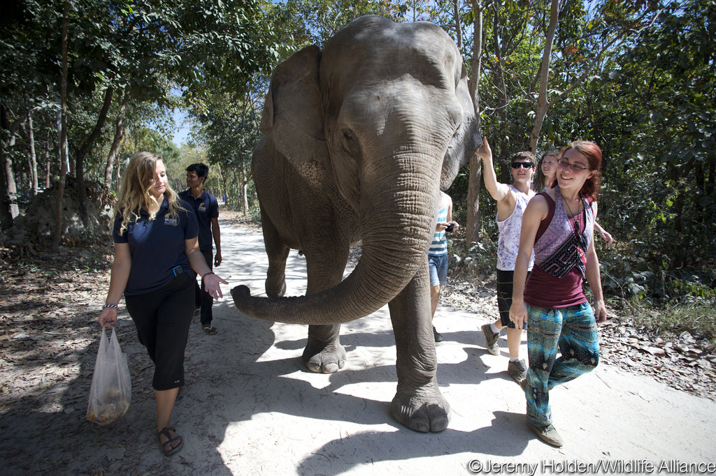 Provide Emergency Care for Lucky the Elephant