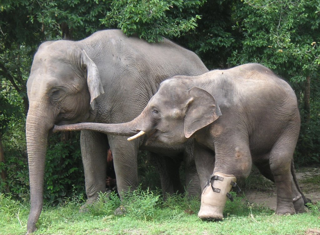 Provide Emergency Care for Lucky the Elephant