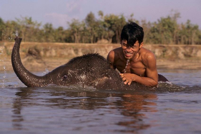 Provide Emergency Care for Lucky the Elephant