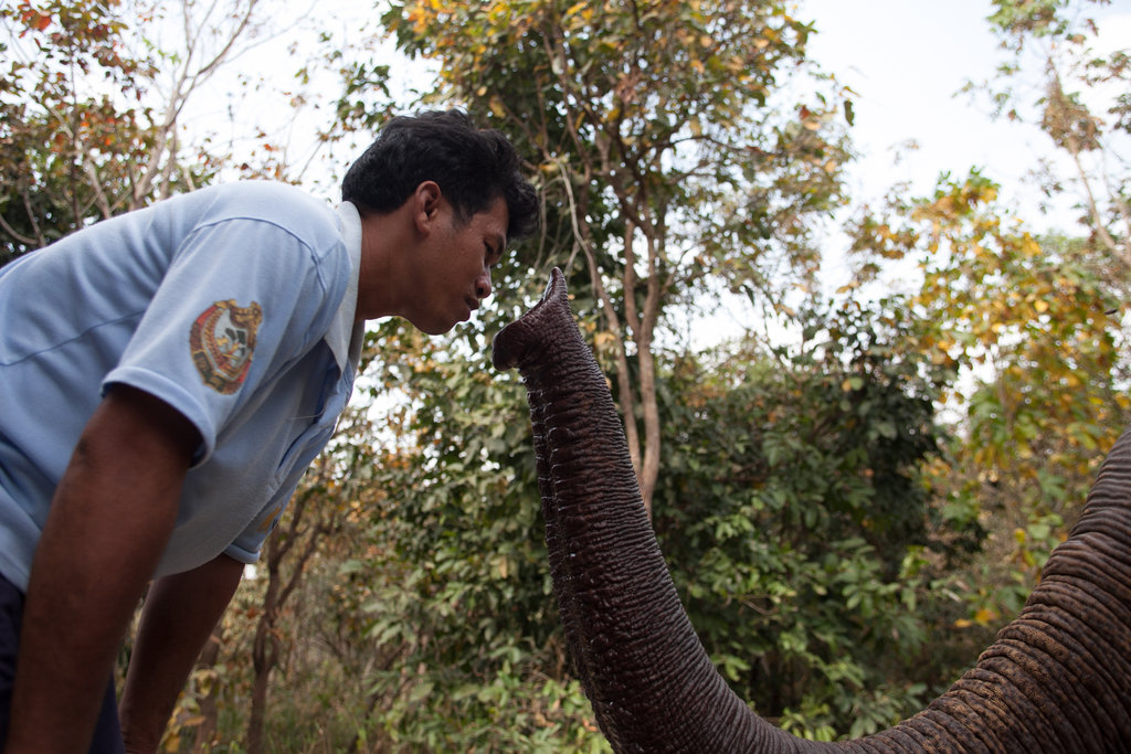 Provide Emergency Care for Lucky the Elephant