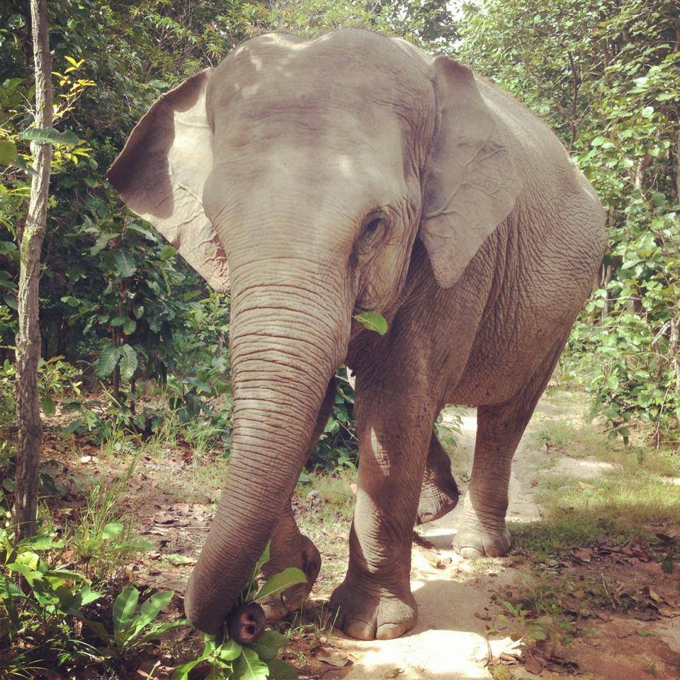 Provide Emergency Care for Lucky the Elephant