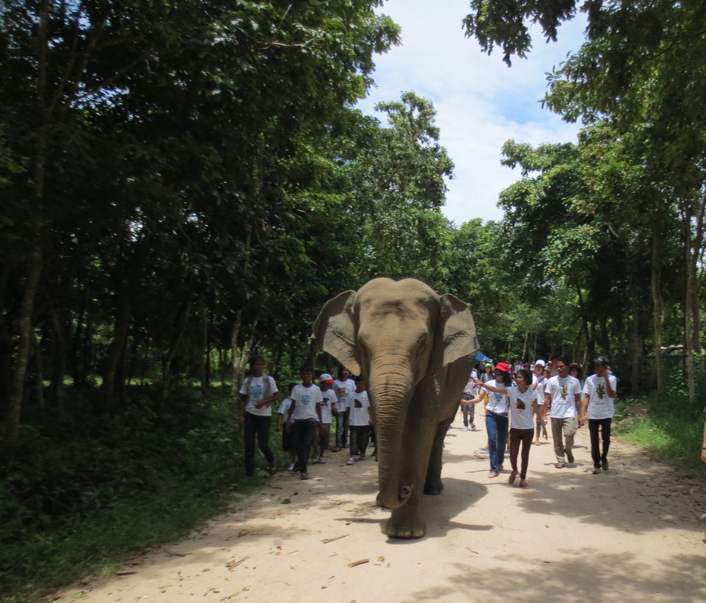 Provide Emergency Care for Lucky the Elephant