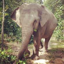 Help Care for This Special Elephant