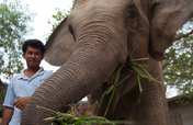 Provide Emergency Care for Lucky the Elephant