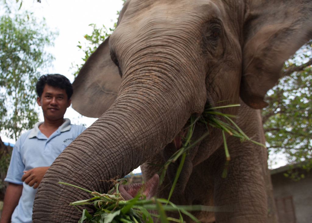 Provide Emergency Care for Lucky the Elephant