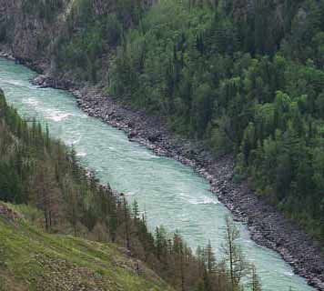 Kucherla forest at risk for logging