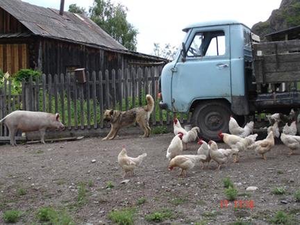 Prevent desecration of pristine Altai habitats