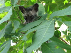 Baby civets getting ready for release