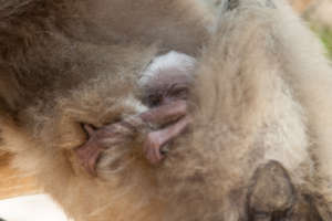 Newborn gibbon hangs onto Mom