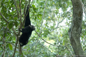 Gibbons roam free in Angkor once again!