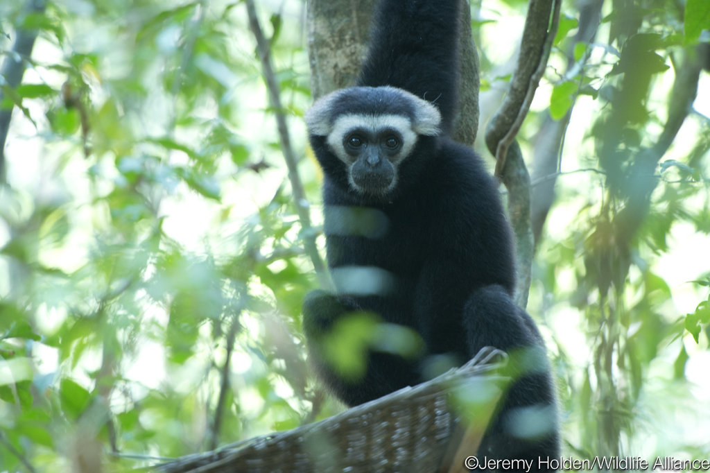 This program is critical to saving this species
