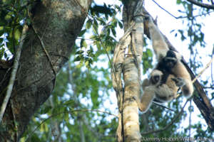 Gibbons stay with their parents until 7 years old