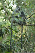 These long-tailed monkeys are listed as Endangered