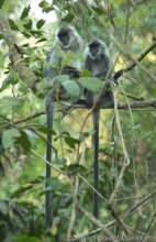 Reunited langurs