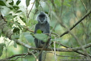 Released Langur at Angkor