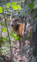 Released Muntjac deer