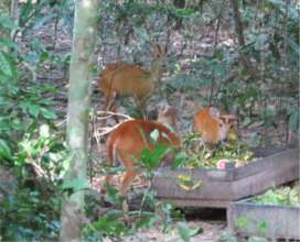 Released Muntjac in excellent condition