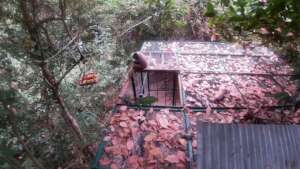 Release of Angkor's 4th gibbon pair