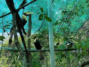 Great hornbills inspecting their new home
