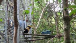 Great hornbills exiting enclosure