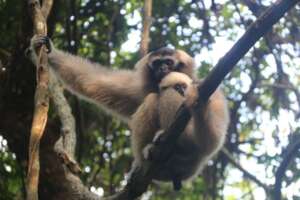 Mother gibbon, Pompoy, with infant, Mey-ambaugh