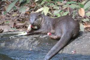 Otter feeding in Angkor