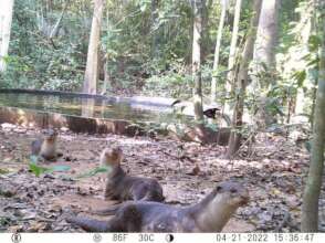 Camera trap photo of otters in release enclosure