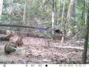 Otters waiting for supplemental fish feed