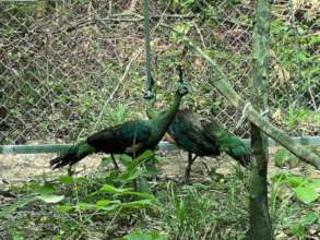 Green peafowl acclimatizing in Angkor