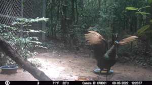 Single released peafowl who still returns for food