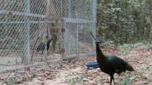 Peafowl peeks from enclosure and another explores