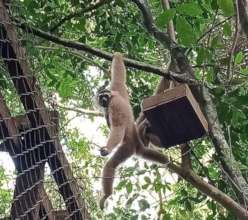 Third gibbon pair, post-release