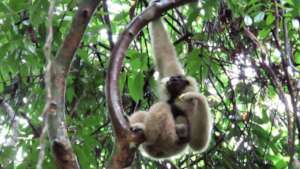 Mother, Pompoy, with new baby Mey-ambaugh