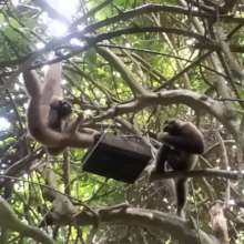 Pompoy and Borey at feed basket