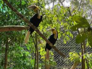 Wreathed hornbills in new enclosure