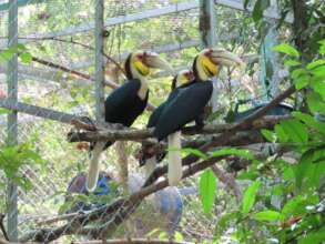 Wreathed hornbills sitting in and out of enclosure