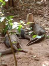Adult otters prior to arrival of the pups