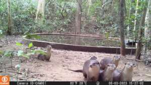 Isolated male and otter group at feeding site