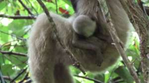 Close-up of Mey-ambaugh clinging to mom