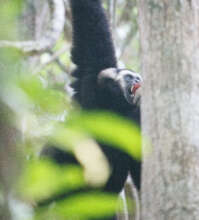Baray eating rambutan
