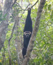 Baray, wary father