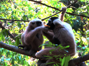 Chung-ruth steals food from Saranick