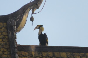 Great hornbill on pagoda roof in Siem Reap