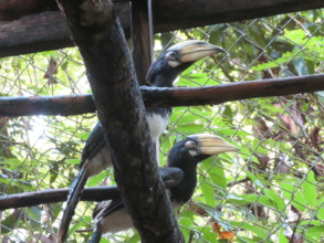 Oriental pied hornbills eyeing new environment