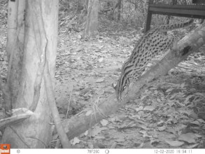 Leopard cat leaving Angkor release enclosure