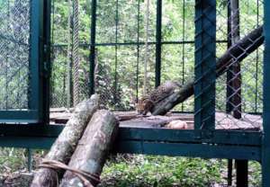 Leopard cat and open enclosure door