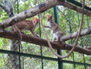 Leopard cats acclimatizing to Angkor pre-release